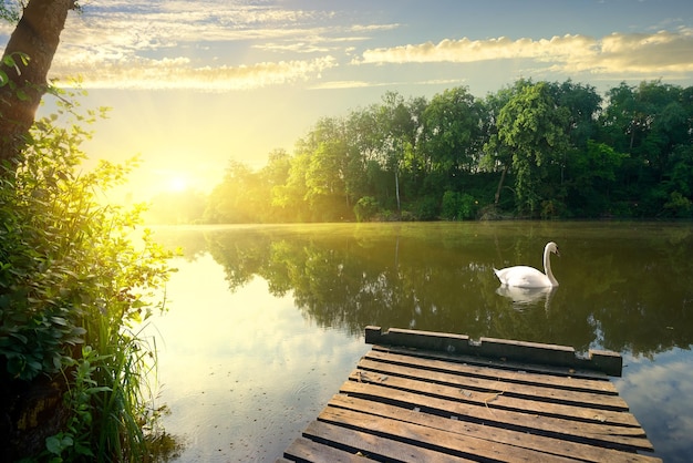 Cygne gracieux sur la rivière tôt le matin