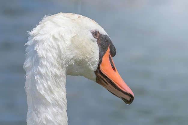 Cygne Gros plan, Portrait de cygne, Cygnus