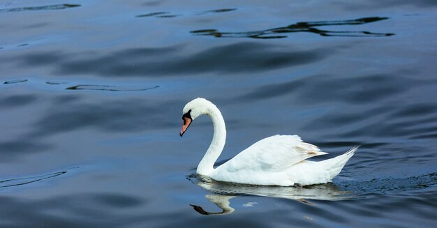 Cygne lac en été