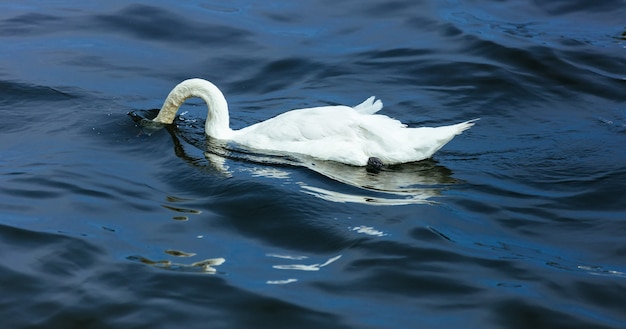 Cygne lac en été