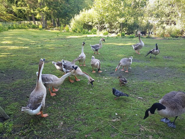 Photo le cygne sur le lac