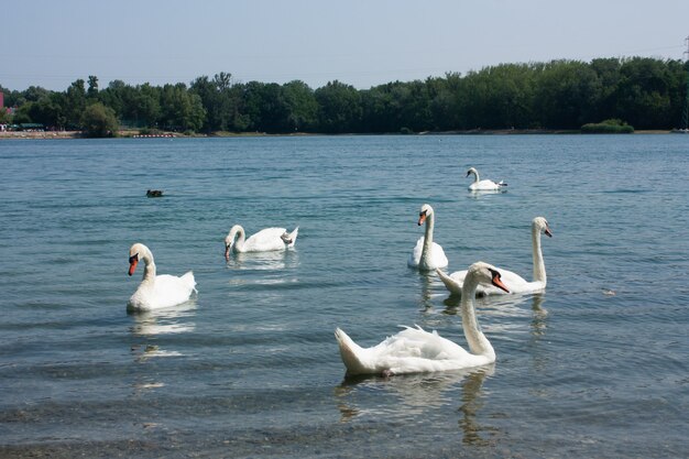 Cygne mignon sur la rivière