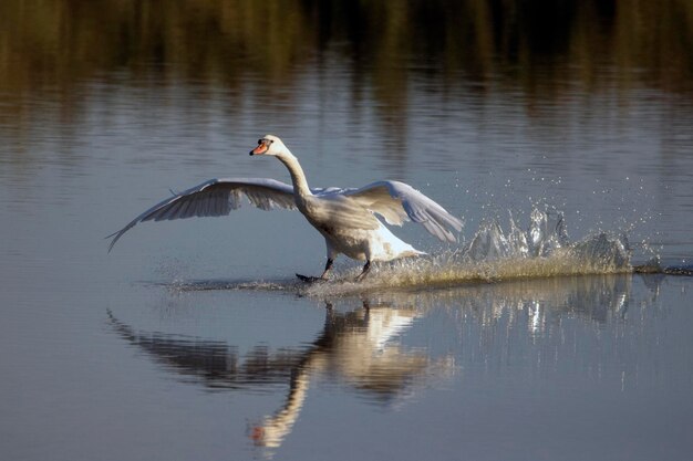 Photo le cygne muet atterrit sur l'eau des lagons.