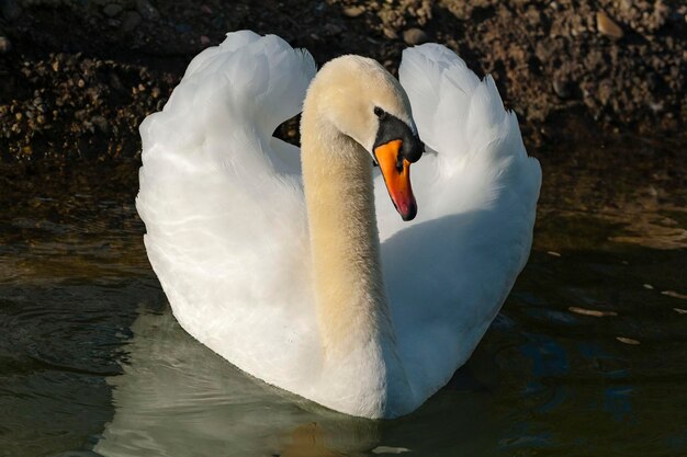 Cygne muet Cygnus olor Edimbourg Ecosse