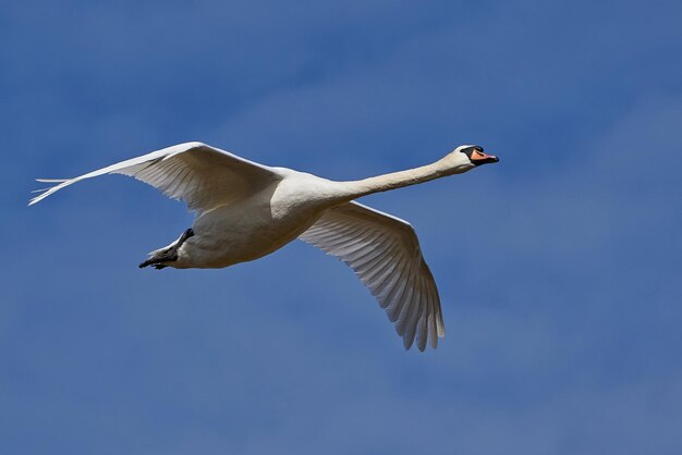 cygne muet cygnus olor