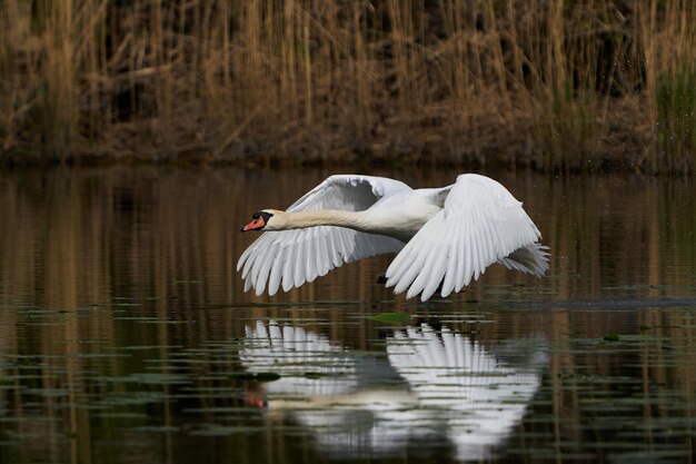 cygne muet cygnus olor