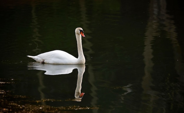 Cygne muet mâle vers le bas au bord du lac