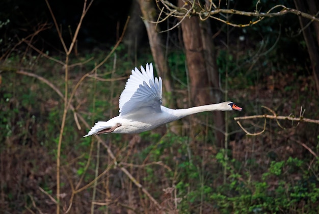 Cygne muet mâle vers le bas au bord du lac