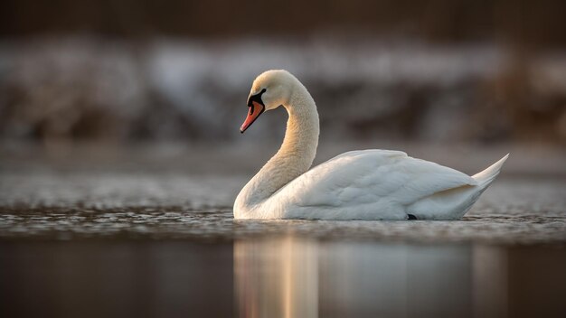 Un cygne muet nageant dans des eaux calmes à la lumière du soleil printanier.