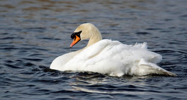 Cygne muet se lissant sur un lac