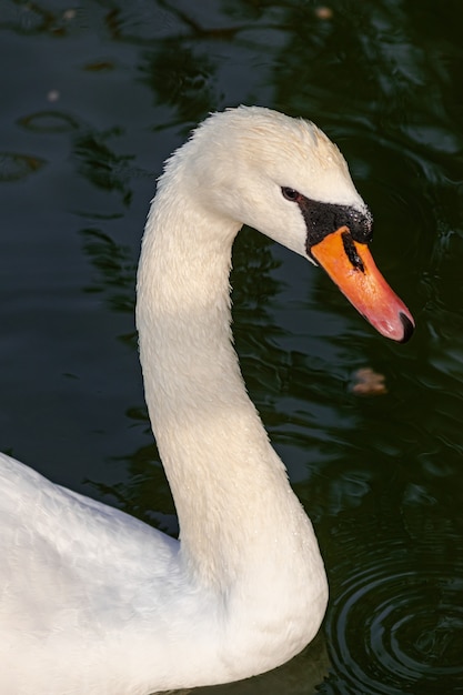 cygne muet