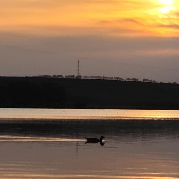 Un cygne nage dans l'eau au coucher du soleil.