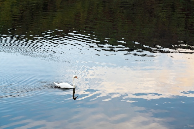 Le cygne nage sur le lac