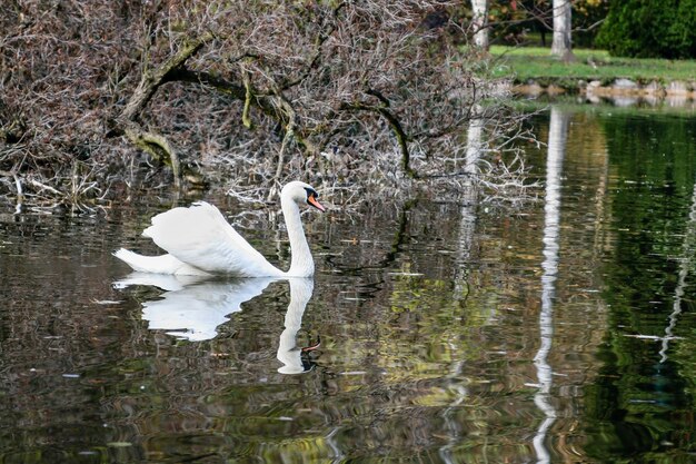 Le cygne nage le long du lac