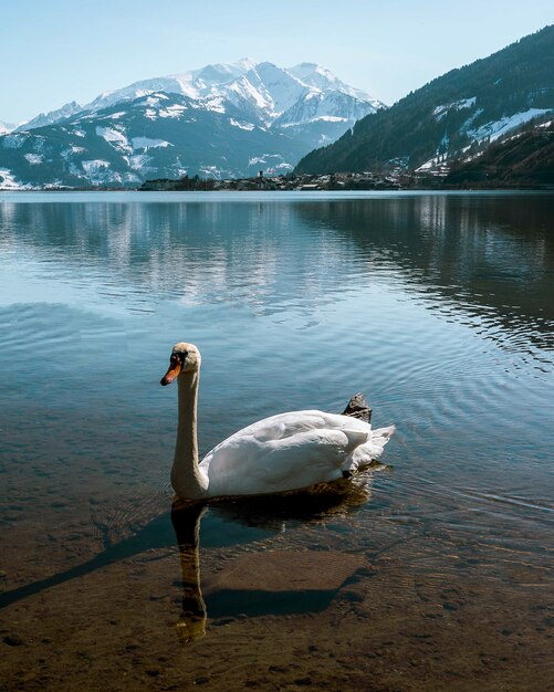 Photo le cygne nageant dans le lac contre la chaîne de montagnes