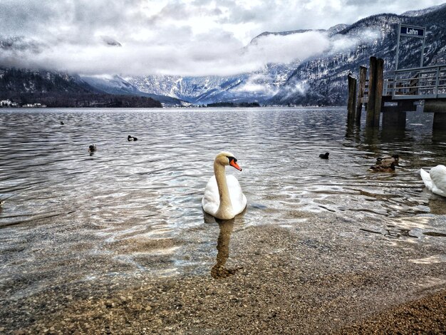 Le cygne nageant dans le lac magique de Hallstatt