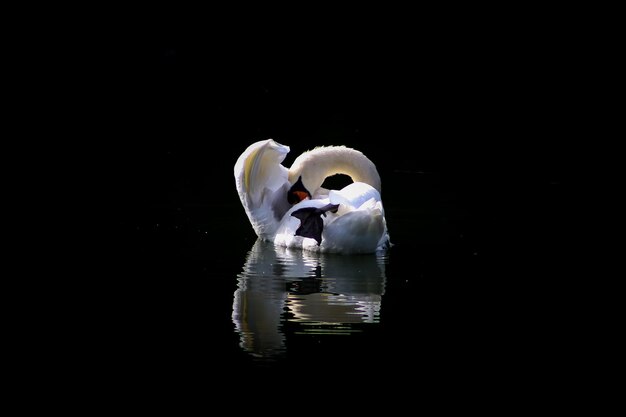 Photo le cygne nageant dans le lac