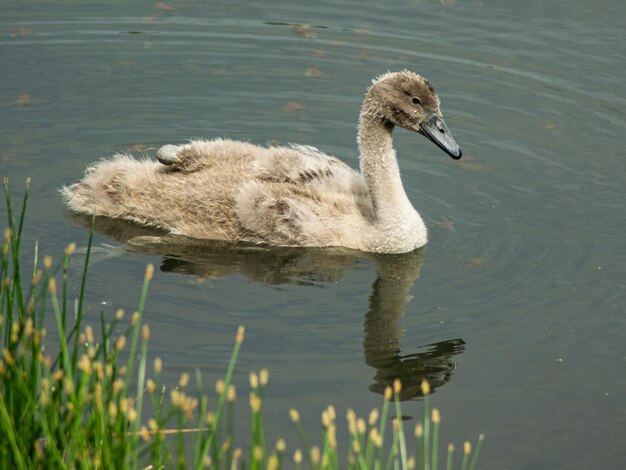 Le cygne nageant dans le lac