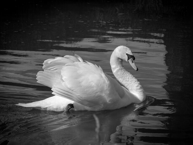 Photo le cygne nageant dans le lac