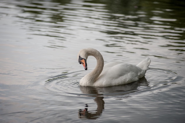 Photo le cygne nageant dans le lac