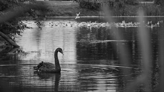 Photo le cygne nageant dans le lac