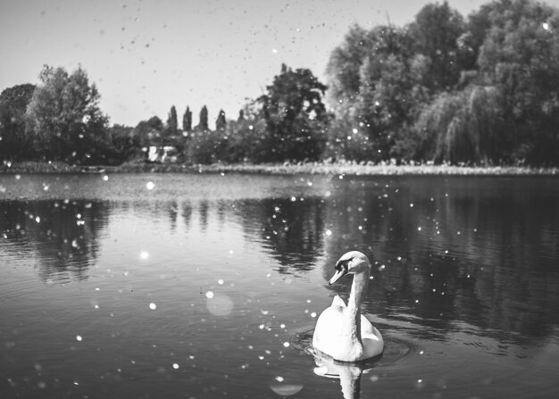 Photo le cygne nageant dans le lac