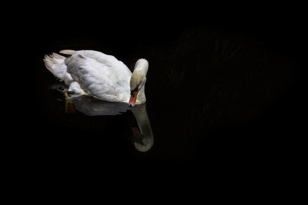 Le cygne nageant sur l'étang