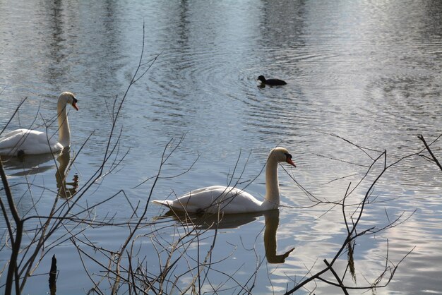 Le cygne nageant sur le lac