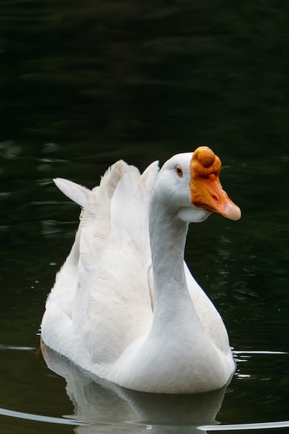 Cygne nageur. Eau bleue et fond d'herbe jaune. Cygne tuberculé Cygnus olor