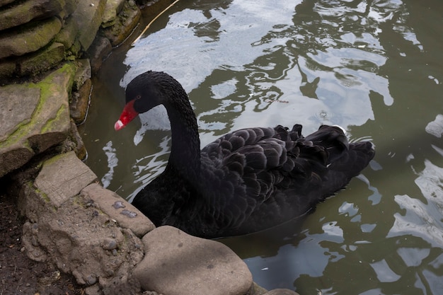 Un cygne noir avec un bec rouge sur un lac dans le parc, gros plan