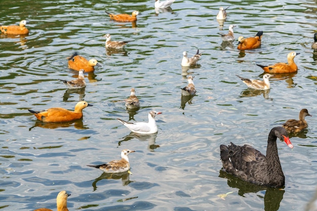 Cygne noir et canards à la surface de l'eau de l'étang