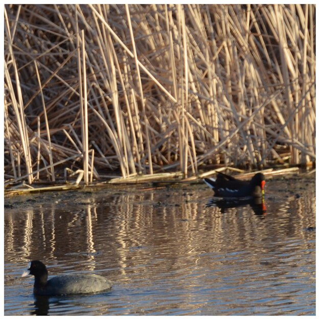 Photo le cygne noir et le coot sur le lac contre les plantes sèches