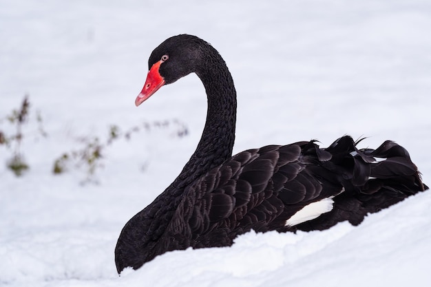 Cygne noir Cygnus atratus dans la neige Beau cygne noir australien de l'ouest en hiver