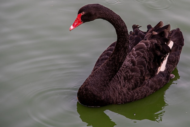 Le cygne noir (Cygnus atratus)