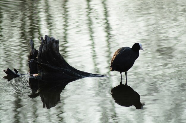 Photo le cygne noir dans un lac