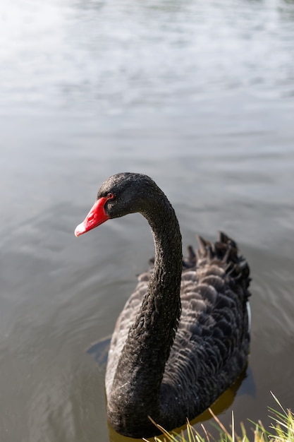 Cygne noir sur l'eau du lac bleu en journée ensoleillée.