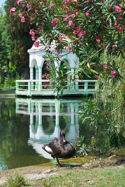 Cygne noir sur l'étang