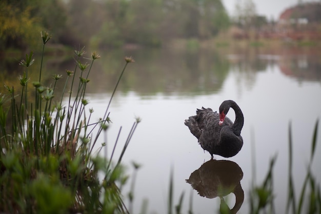 Photo le cygne noir sur le lac calme