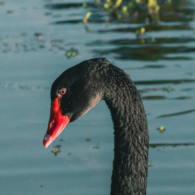 Un cygne noir nage sur l'eau