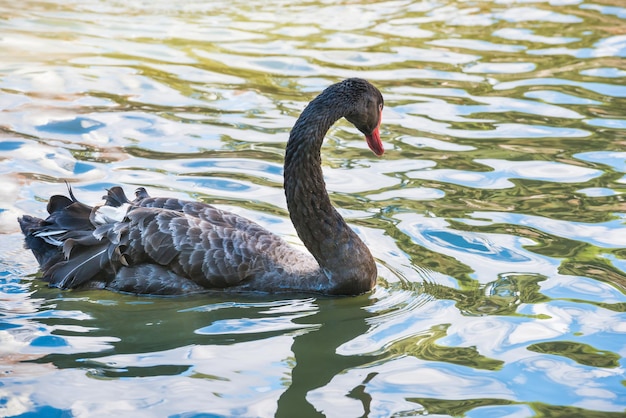 Cygne noir nageant dans l'eau verte de l'étang de sity