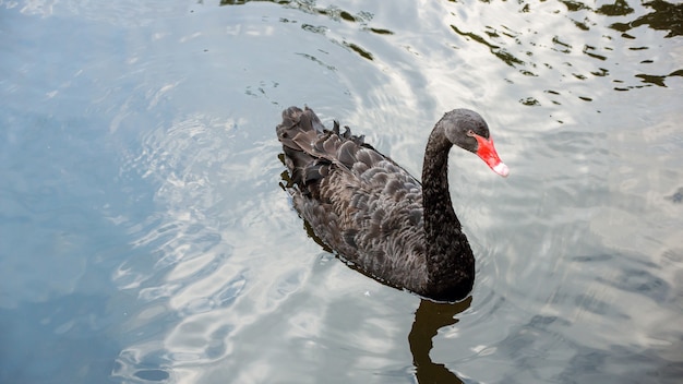 Cygne noir nageant dans le lac.