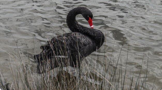 Photo un cygne noir nageant sur un étang