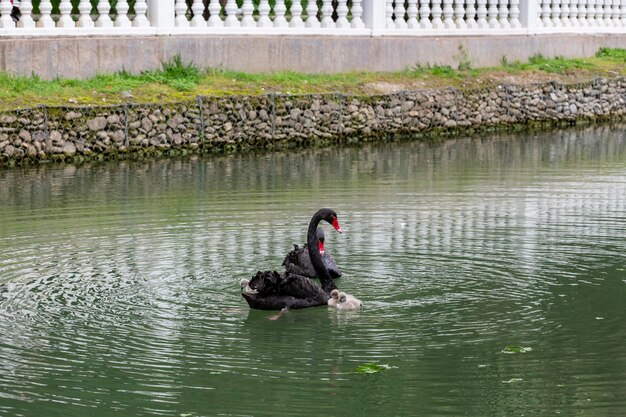 Cygne noir avec poussins sur le lac par une journée de printemps ensoleillée