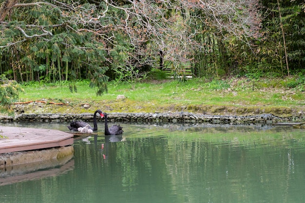 Cygne noir avec poussins sur le lac par une journée de printemps ensoleillée