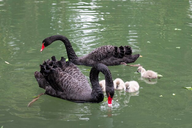 Cygne noir avec poussins sur le lac par une journée de printemps ensoleillée