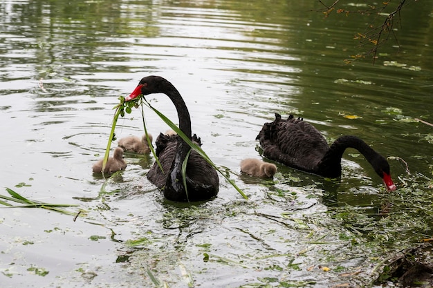 Cygne noir avec poussins sur le lac par une journée de printemps ensoleillée