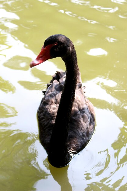 Le cygne noir