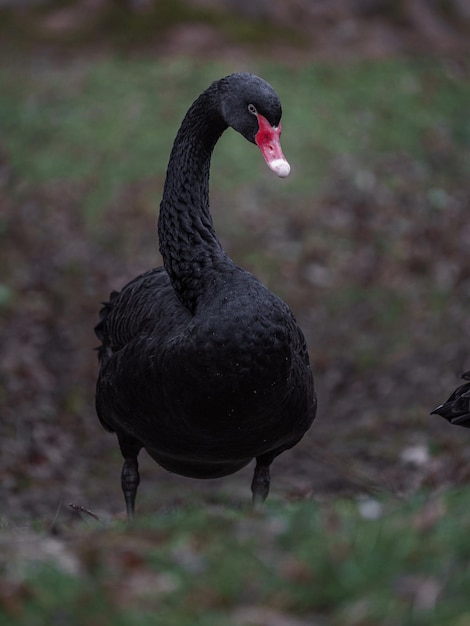 cygne noir