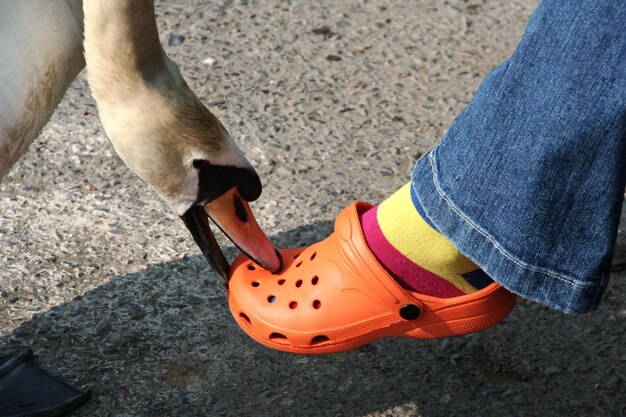 Le cygne qui mord ses chaussures