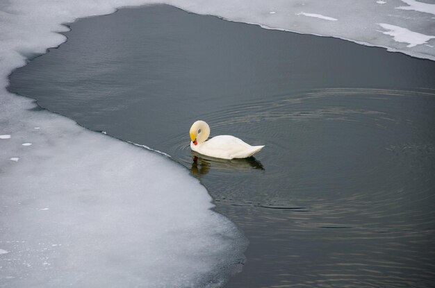 Cygne sur la rivière près de la glace